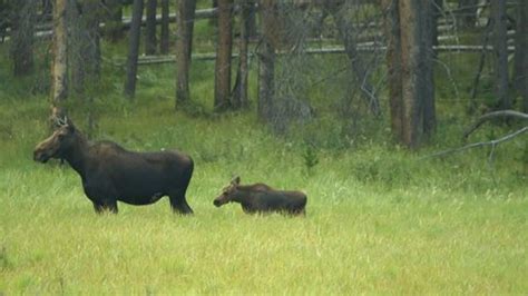 cattle male female bull cow adult Stock Footage Video (100% Royalty ...