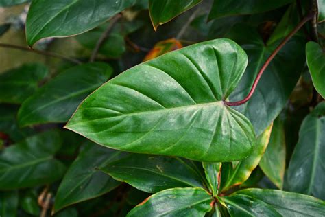 Philodendron Plant Care And Growing Guide