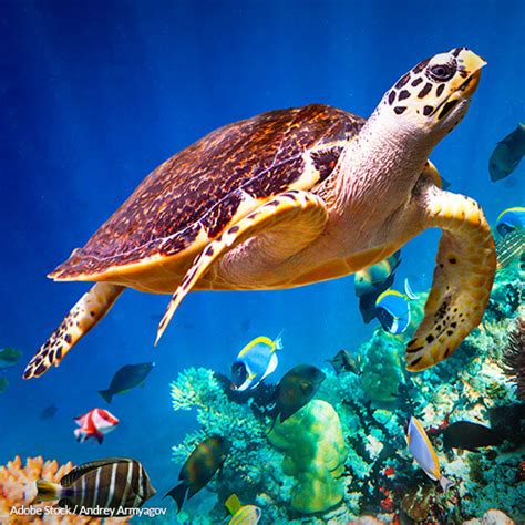 Hawksbill Sea Turtle Pictures