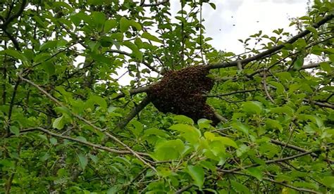 Bee Nest In Tree Maegan Fiore