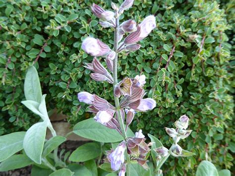 Salvia Lavandulifolia Salvias Plants