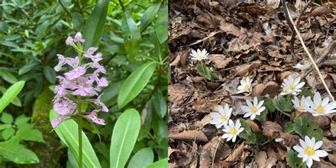 April Established As Native Plant Month In West Virginia West