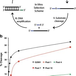 A In Vitro Selection Strategy Consisting Four Key Steps As Shown