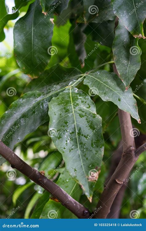 Melicoccus Bijugatus Honeyfruit Tree Sapindaceae from Sout America ...