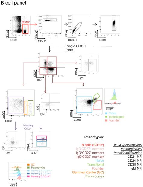 The Gating Strategies For B Cell Panel Panel And T Cell Activation