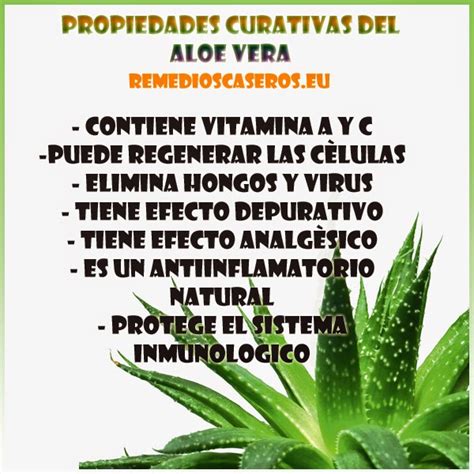 Propiedades Curativas Del Aloe Vera