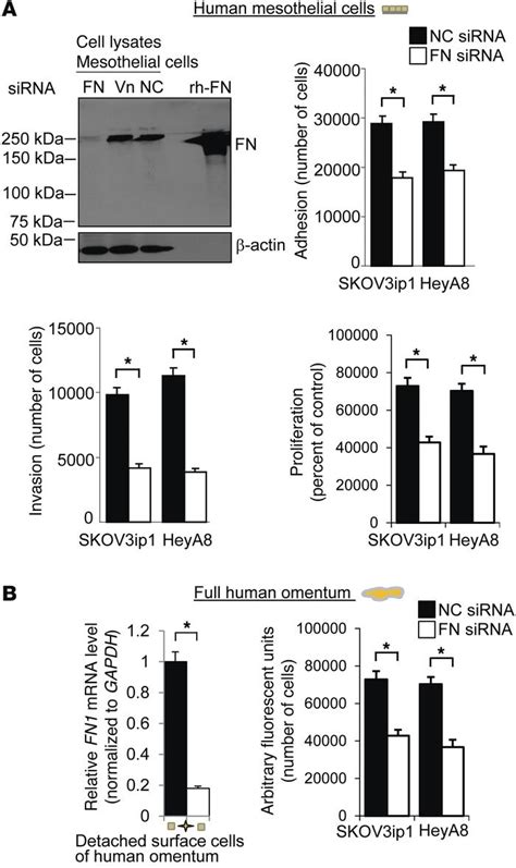 JCI Mesothelial Cells Promote Early Ovarian Cancer Metastasis Through