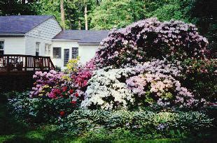 Landscaping with Rhododendrons and Azaleas