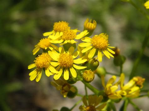 Packera Glabella Butterweed Jason Sharp Lithia Hillsbor Flickr