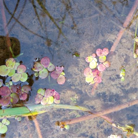 Photo Great Duckweed Spirodela Polyrhiza Observation Org