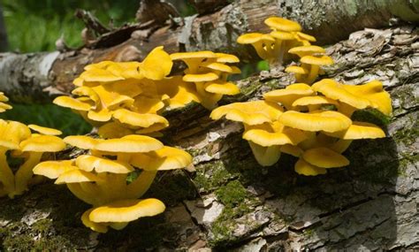 complete guide  yellow oyster mushrooms grocycle