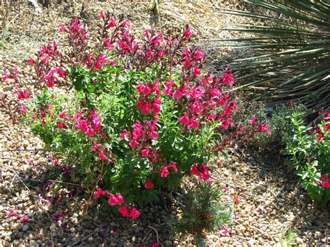 Salvia Greggii Wild Thing Xeriscape Plants Front Yard Landscaping