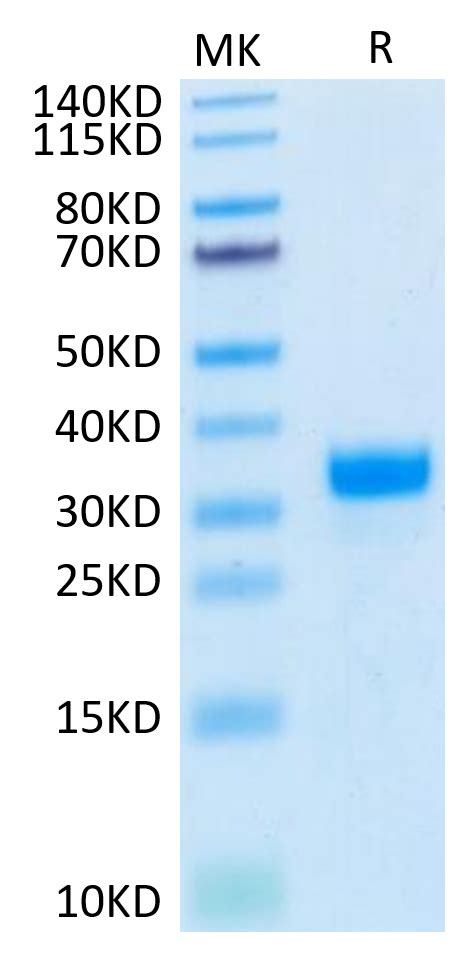 Biotinylated Human Angpt Angiopoietin Protein Apn Hm B Kactus