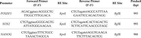 Cloning Primers For Chosen Homo Sapiens Stemness Gene Promoters