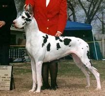 Harlequin Great Dane Certain Great Dane Whites Bred to Black Great ...