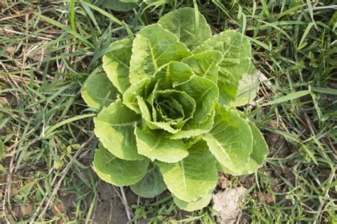 Growing Romaine Lettuce Like You Were Born to Farm