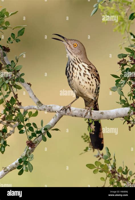 Long Billed Thrasher Toxostoma Longirostre Calling Texas Stock Photo