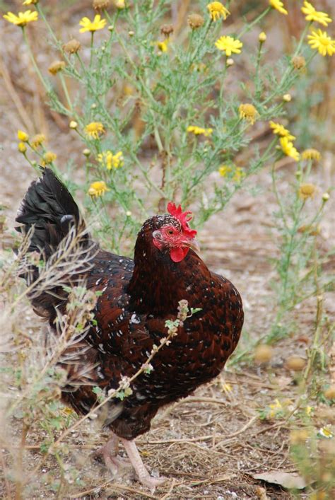 16 Types Of Hybrid Chicken Breeds