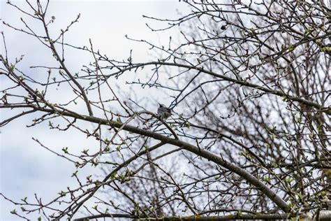 Naked Tree Branches In Late Autumn With No Leaves Stock Photo Image Of Park Garden 133262058