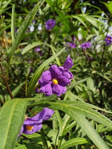 Solanum laciniatum - Trees and Shrubs Online