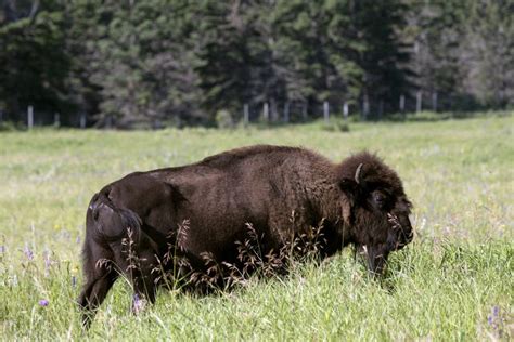 Riding Mountain National Park - Manitoba - Canada