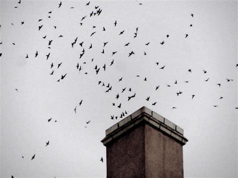 This Fall: Witness the Magic of Chimney Swift Migration | Audubon North ...