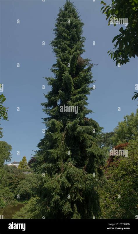 Summer Foliage Of A Weeping Serbian Spruce Tree Picea Omorika Pendula