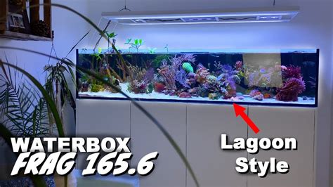 Private WATERBOX FRAG 165 6 Reef Tank LAGOON STYLE Natural Aquascape