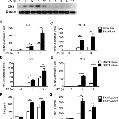 Ets Inhibits Lps Induced Il And Tnf Production In Macrophages A