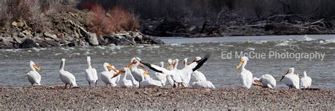 Pelicans Ed Mccue Photography