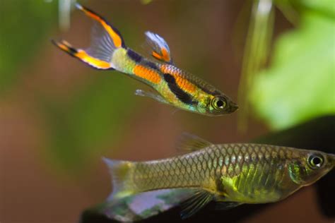 Endler Guppy Poecilia Wingei Haltung Und Pflege Im Aquarium Zooplus