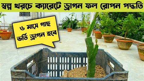 ছাদ বাগানে স্বল্প মূল্যে ড্রাগন চাষ পদ্ধতি।। Dragon Fruit In Roof