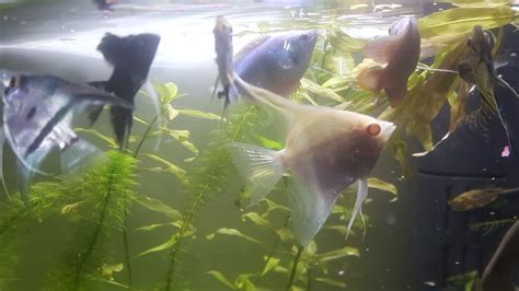 10 Adorable Angelfish Tank Mates