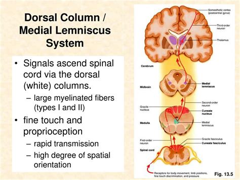 Medial Lemniscus Spinal Cord