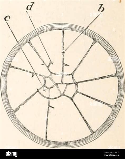 The Elements Of Embryology Chickens Embryos Abc Surface Views Of The Early Stages Of The