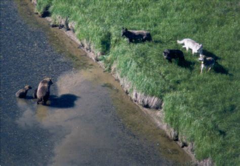 An interaction between gray wolves and a female grizzly bear with 2 ...