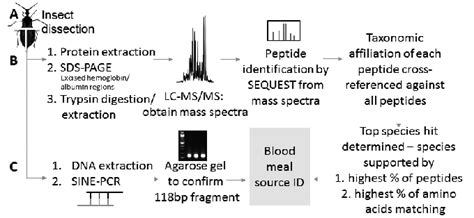 Liquid Chromatography Tandem Mass Spectrometry