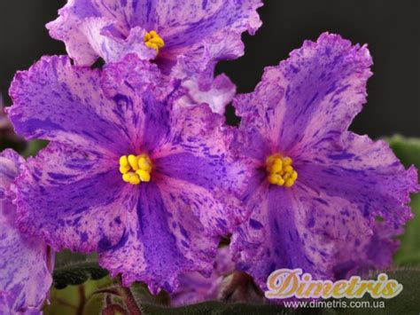 Химеры Dimetris