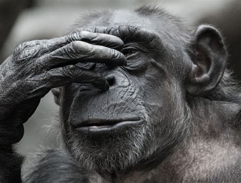 monkey making  face  stock photo public domain pictures