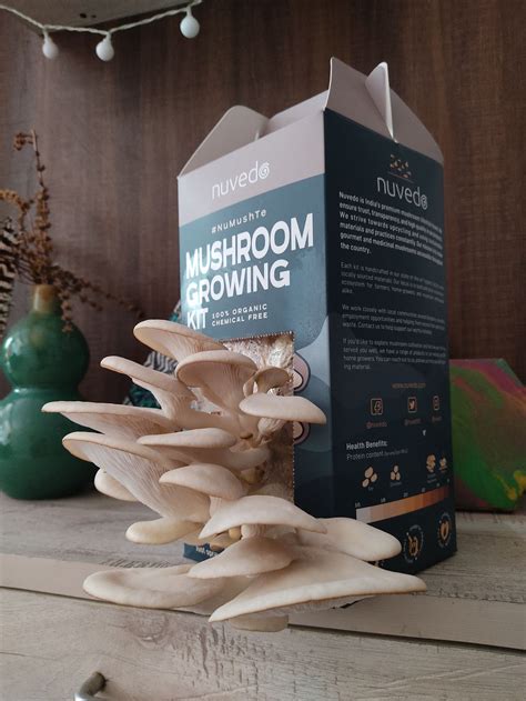 Mushroom Co Is Revolutionizing The Way We Think About Sustainable Food - RYZE Superfoods