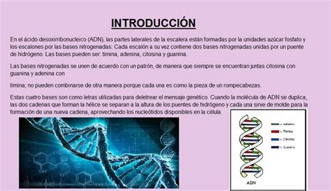 Introducción Extracción De Adn