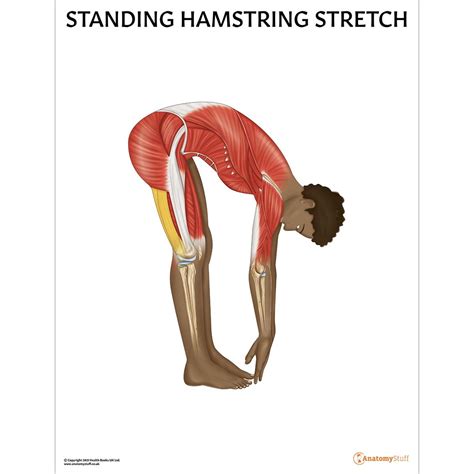 Hamstring Stretch Diagram | ubicaciondepersonas.cdmx.gob.mx