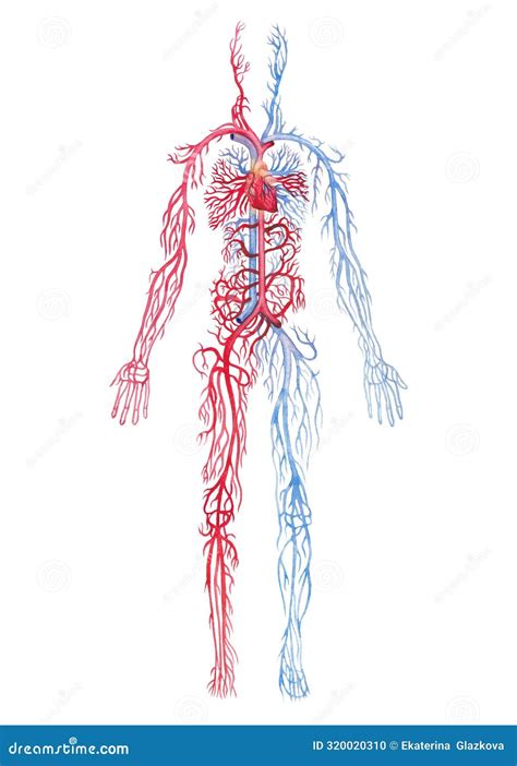 Ilustraci N De Sistema Circulatorio Humano Con Arterias Rojas Y Venas