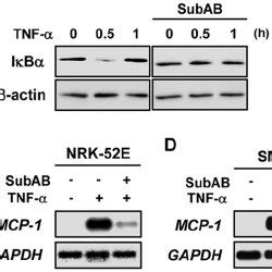 Suppression Of Tnf Induced Activation Of Nf B By Subab A