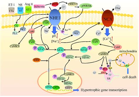 Diagrammatic Representation Of The Main Intracellular Signaling