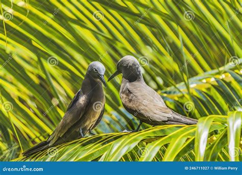 Black Noddy Birds Moorea Tahiti Stock Image Image Of Minutus Mating