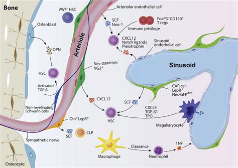 Niche Players For HSC Homeostasis Various Cell Types Contribute To HSC