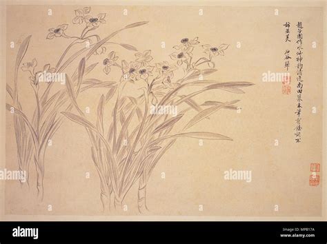 English Narcissi 中文 水仙 選自花卉山水合冊 17th century 918 Narcissi