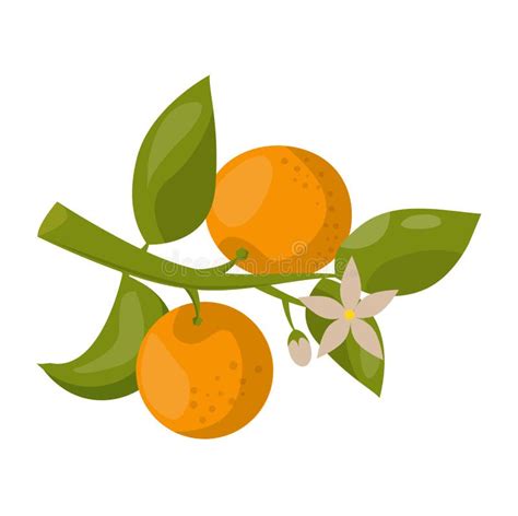 Orange Branch Vector Illustration Stock Vector Illustration Of