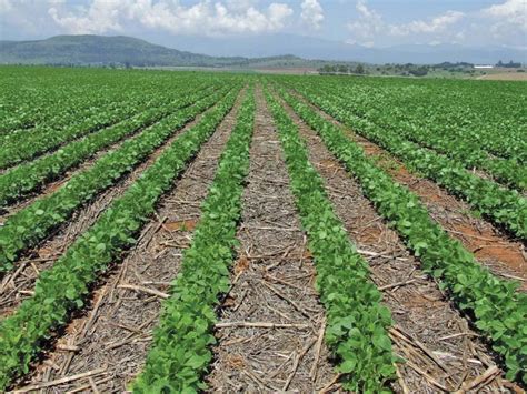 Conventional or 'regenerative' farming? | Farmer's Weekly - business ...